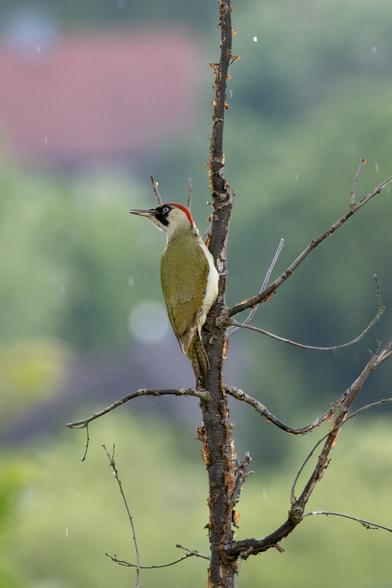 Photo of a green bird with red feathers on top of its head. The bird sits in a barren tree.