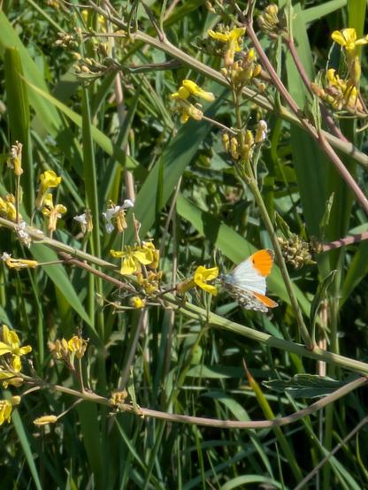 A butterfly with orange and white wings rests on a flowering plant surrounded by green foliage.