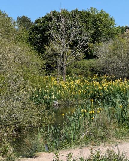 A tranquil natural scene features a pond surrounded by tall green grasses, vibrant yellow flowers, and lush trees under a clear blue sky.