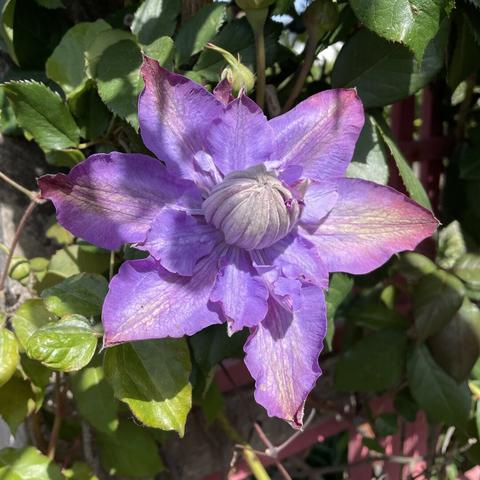 a large Pale purple clematis flower, six very large outer petals in a circle and smaller inner ones around a central large bud