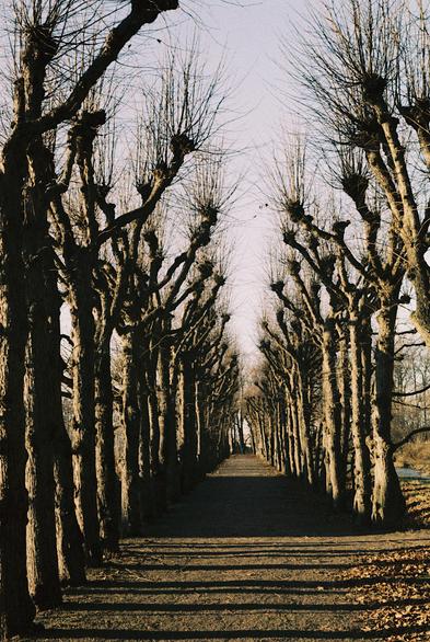 A colour photograph of a straight path flanked by a row of naked linden trees on either side. Dead, brown leaves are piled up at the edges of the path, and the low winter sun casts golden light and long shadows across the trees, the path and the leaves on the ground. Above it all is a clear but bleak winter sky.