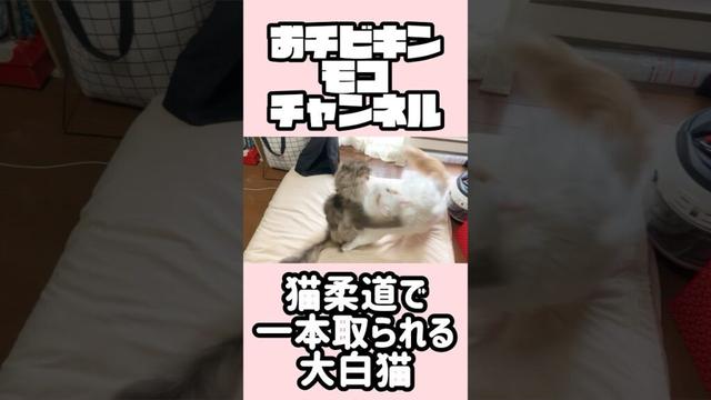 華麗に一本取られる大白猫 #ラガマフィン #ターキッシュアンゴラ #ターキッシュバン #メインクーン