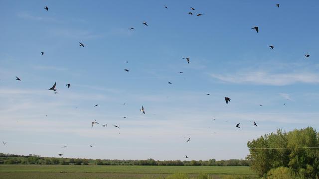 Above a flat, green farm field, the air is filled with cliff swallows.  They are flying in various directions and are seen in profile from every conceivable angle.  They appear as mostly dark silhouettes against a blue sky or very light transparent clouds.  

Photo taken from the river bridge that is the nesting area for a large group of cliff swallows.