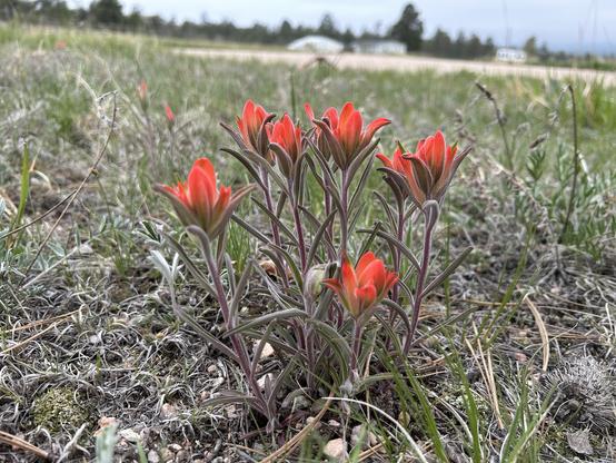 A cluster of six bright red “Indian paintbrush“ flowers in a field.