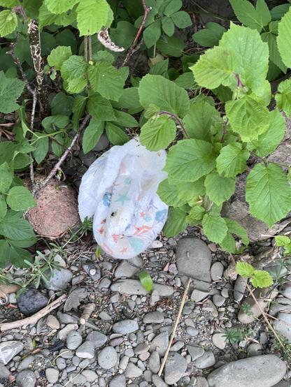 A used nappy disgarded on the edge of the Teviot
