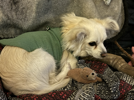 Chihuahua with pet walrus