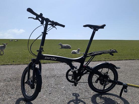 Fahrrad auf einem Deich Weg mit Schafen im Hintergrund