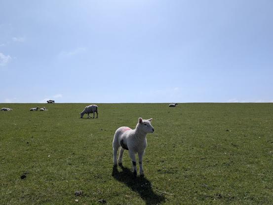 Junges Schaf auf dem Deich