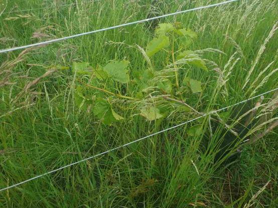 Vigne sevar. Fils de vigne en acier galvanisé, beaucoup d'herbe aussi.