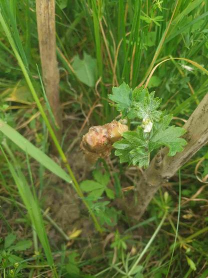 Vigne Noah, toute petite dans l'herbe