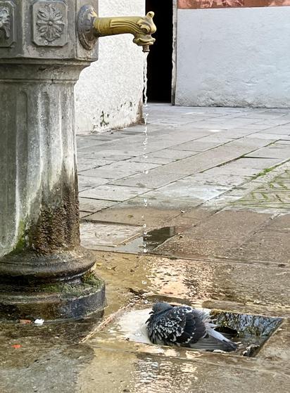 On the left hand side of the frame is an ornate stone column public water fountain, with a gold tap shaped like the neck and head of some mythical creature. The water is flowing slowly enough that you can see individual droplets falling from the mouth of the tap. In the little trough underneath sits a round tufty-feathered pigeon, enjoying the drips of water landing on its head. The damp paving stones around it glow a shiny gold in the setting sunlight, and the grey-flagged whitewash-walled piazza behind is otherwise deserted. The image feels quiet and warm and like the world around is slow and sleepy, and for me encapsulates the mood of the siesta hours of a southern European summer.