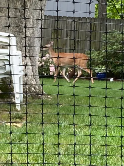 Certainly! The image shows a single **white-tailed deer** standing on a green lawn behind a black, square-mesh fence. The deer has a light brown coat and is facing slightly to the left of the frame. Behind the deer, there's a wooden fence, some green bushes, and a glimpse of a tree trunk. The ground is covered in short, green grass. The focus is primarily on the deer, with the foreground fence slightly out of focus.