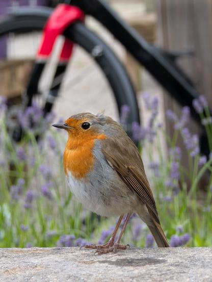 A robin perched on a stone wall in the foreground. In the blurred background, there are purple flowers, likely lavender, and a red and black bicycle.