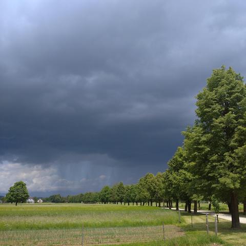 A serene field with trees, bathed in soft light, moments before an approaching storm.