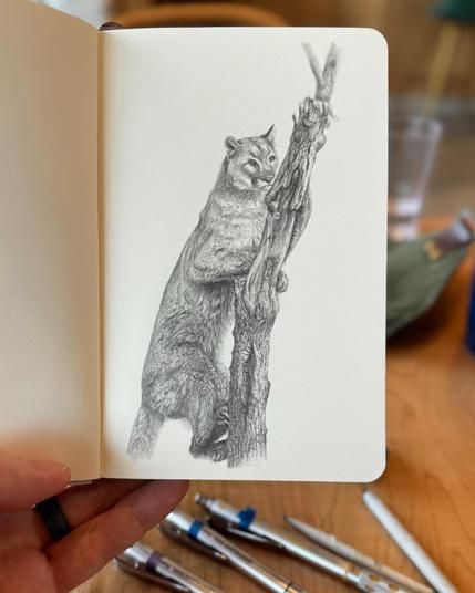 Detailed graphite sketch of a cougar climbing a tree, showing varied fur textures and intricate bark details, drawn in a sketchbook.&10;