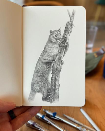 Detailed graphite sketch of a cougar climbing a tree, showing varied fur textures and intricate bark details, drawn in a sketchbook.&10;