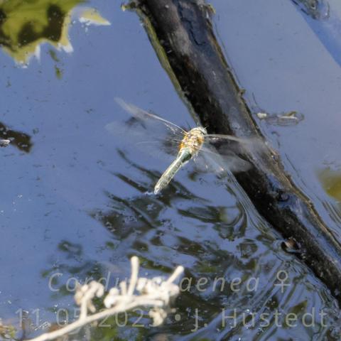 Eine grünlich schimmernde, dunkle Libelle mit im Flug von rechts hinten gesehen; ihr Brustabschnitt (Thorax) erscheint gelb pelzig; sie fliegt über dunklem Wasser, in dem Äste treiben; auf dem  Wasser unter ihr sind mehrere interferierende Wellenfronten zu erkennen, rechts unten konzentrisch