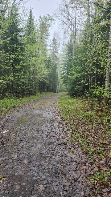 Un sentier dans la forêt