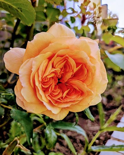 David Austin Judi Dench Rose 🌹