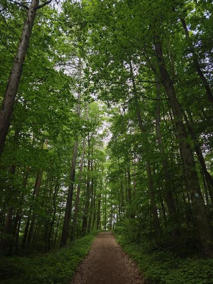 A path in a dense green forest.