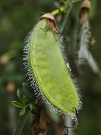 Some weird pea-pod-like fruit?