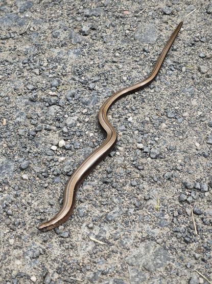 A beautiful bronze-metallic looking slow worm on a gravel path.