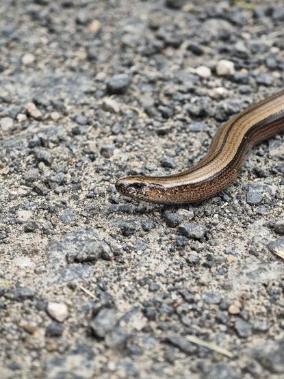 Close-up of the slow worm.