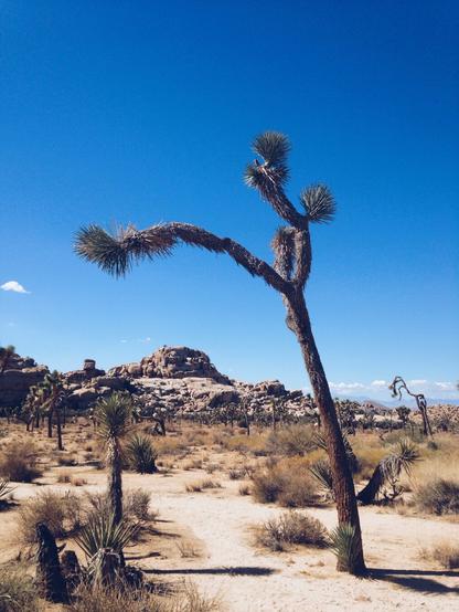 "I don't trust the answers or the people who give me the answers. I believe in dirt and bone and flowers and fresh pasta and salsa cruda and red wine. I don't believe in white wine; I insist on color."
~ Charles Bowden
#joshuatree #nationalpark #joshuatreenationalpark
#nature #outdoors #desert #california #photography #natura #geology #gooutside #quote #knowledge #exploration #goexplore #wanderer