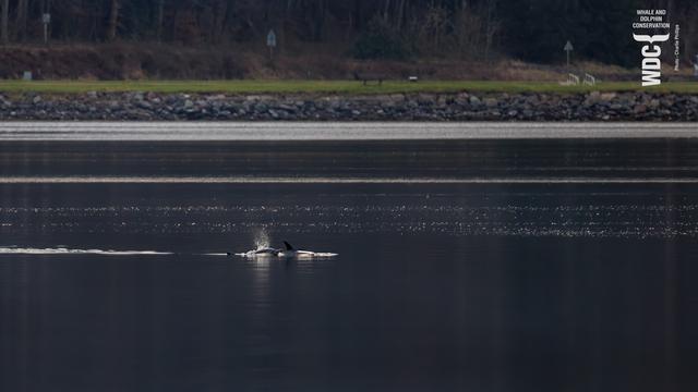 A pair of dolphins surfacing to breathe in dark, still water near Inverness, Scotland.