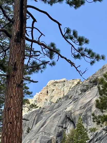 A close-up view of a tall pine tree with a textured bark and branches extending towards a clear blue sky. In the background, a rocky cliff with light-colored stone is visible, partially covered with vegetation.