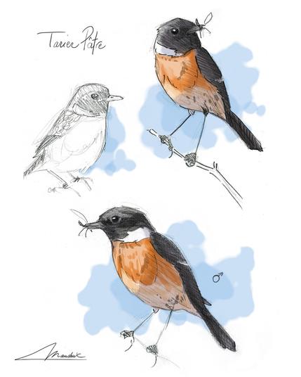 Croquis de tarier pâtre mâle avec un insecte dans le bec. Le dessin est fait au crayon sur le terrain et la coloration est faite à l'ordinateur dans un second temps.