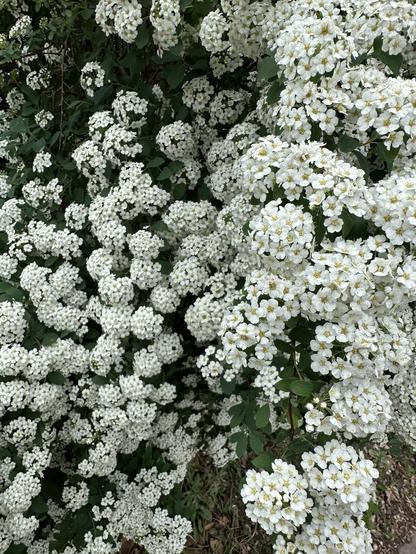 A fully blooming bridal wreath spirit. It’s full of tiny white blossoms with yellow centers.