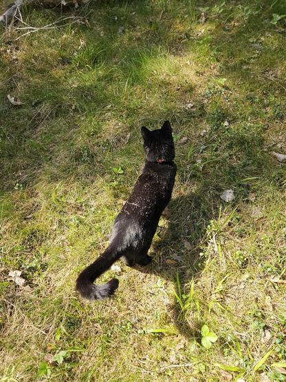 Alea the Black Cat standing in a sunny spot in the forest. Her shiny black fur is full of sand.