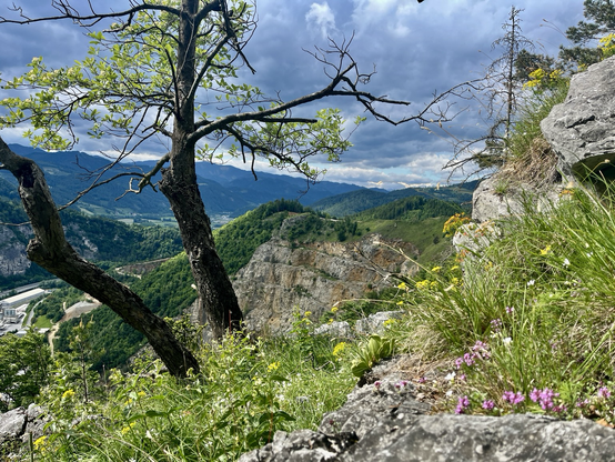 Bunt blühende Blumen über der Felswand inkl. 2 Bäumen und Blick ins Tal