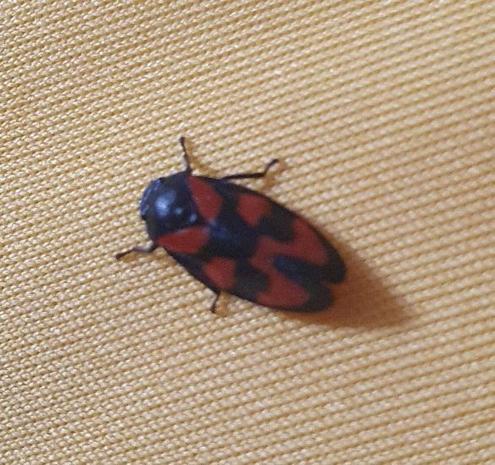 Zoomed in photo of a red and black insect sitting on some pale yellow fabric. Four black legs are visible, there are 6 geometric shaped red patches on it's surface and in between black areas.