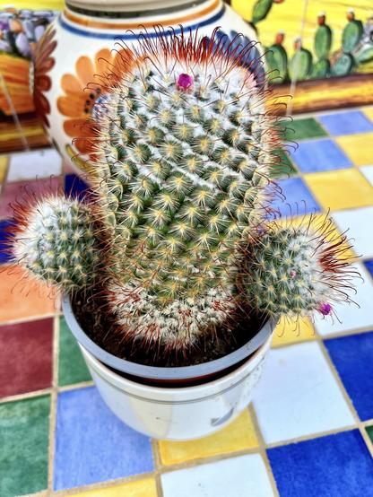 Silken Pincushion Cactus desperately looking for a hug. Errr, nope, thanks! Too thorny! 😬😜👍🏻 Showing a big, thick stalk (main body) rounded up by two smaller stalks on each side with a couple of small pink flowers as well, like I said, aiming for a hug, but this caretaker shall pass, I think 😝👍🏻