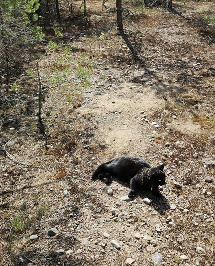 Alea the Black Cat peaking into the forest from a comfy sand pit. Her fur is full of pine needles and she looks like she's just heard something suspect.