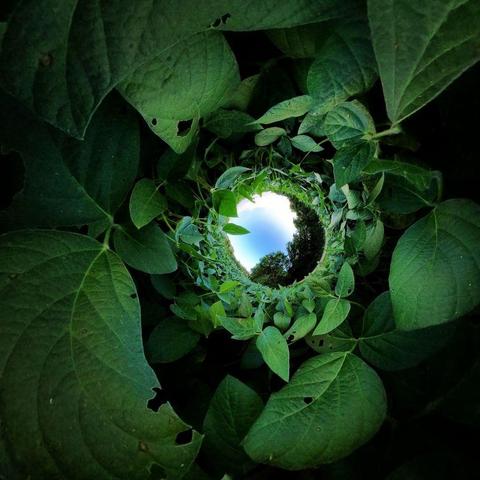 One of a series of photographs showing late-summer scenes from a county park in southern Minnesota.