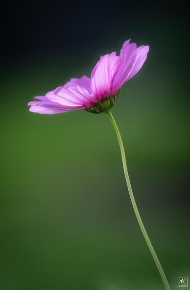 Color photo of a single purple cosmos flower on a long, thin, and slightly curving stem.