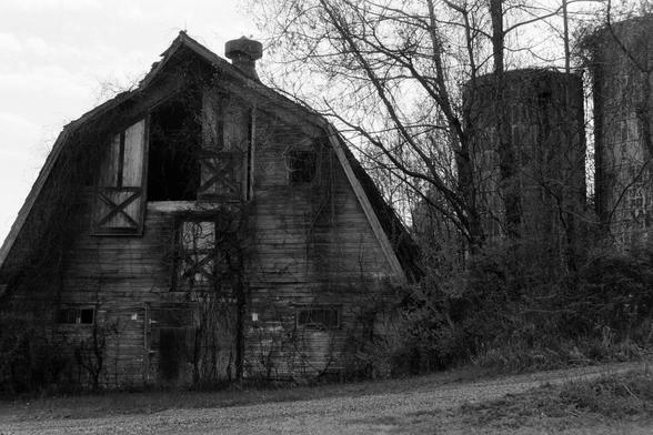 The side of an abandoned barn and silos, overgrown with vines