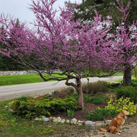 An Eastern Redbud tree at the front of our property, one of a pair, is in bloom.  The roughly 6 metre tall tree is covered in dark pink blooms on every branch.  Harley, the tan coloured dog, is sitting in the bottom right corner.