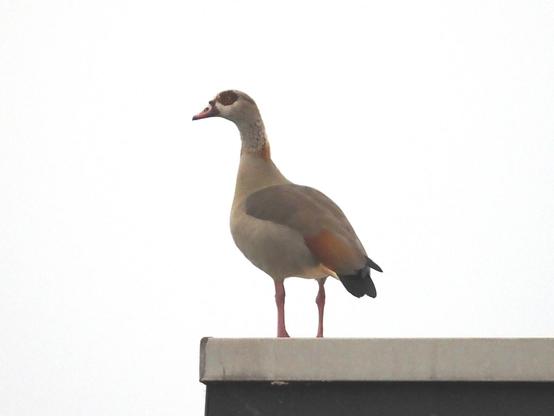 Eine Nilgans steht an der Ecke eines Flachdachs.