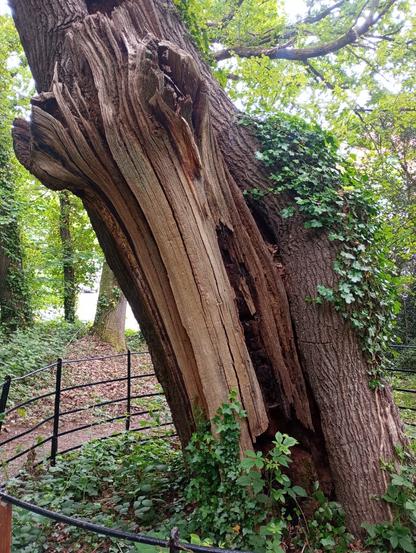 Broken trunk of big tree