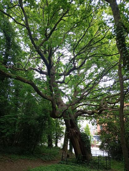 Big tree