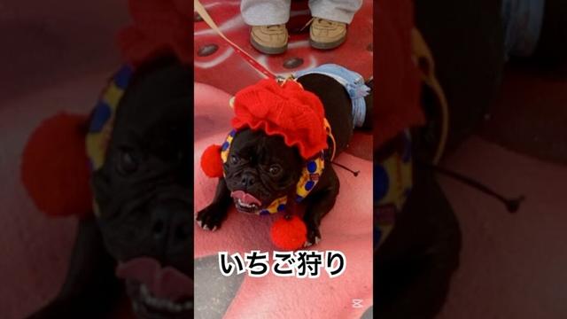 【本日凛さんの誕生日】いちご狩りへ行くフレンチブルドッグ🐶 #frenchie #frenchbulldog #frenchbulldoglife #shorts