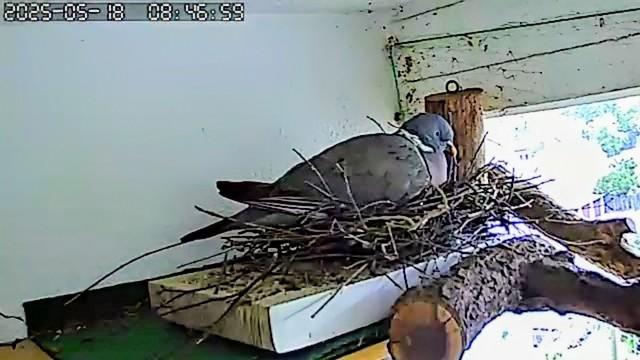 Eine Ringeltaube sitzt auf ihrem Nest kurz unter der Balkondecke.
Das Nest haben die Tauben auf einer alten Katzenkratzpappe aufgetürmt.