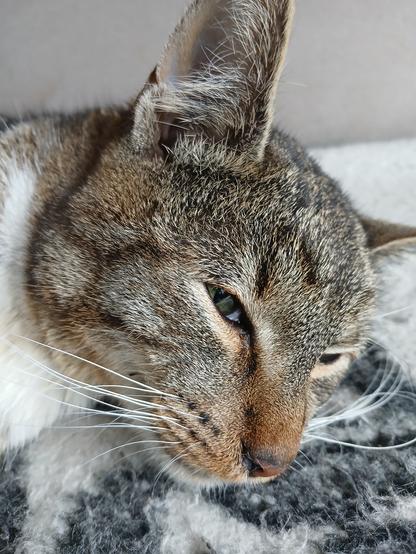 Photo of a cat resting it's head on the bed, with squinted eyes, he is looking at the camera