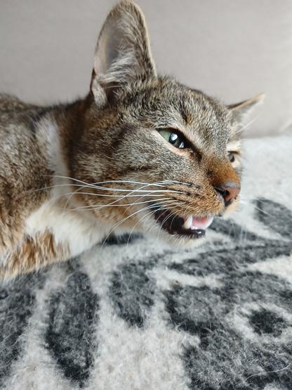 Photo of a cat resting with its head lifted up, eyes slightly less squinted, looking at something off camera with his mouth open