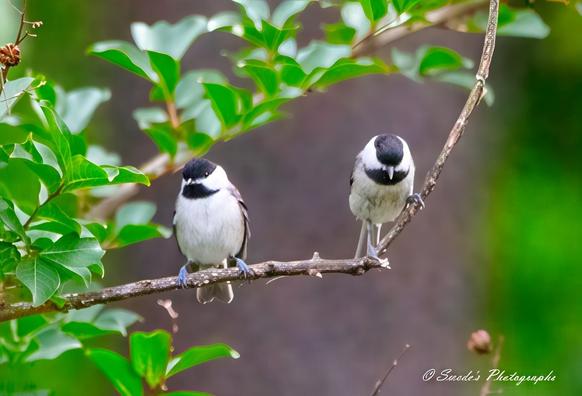 "This image captures two Carolina chickadees perched on a slender, weathered branch, their delicate forms exuding a quiet charm. The birds are small but lively, with soft gray backs, crisp white cheeks, and distinctive black caps and bibs—markings that give them an endearing, masked appearance. Their fluffy feathers seem to catch the light, revealing subtle shades of gray and buff. One chickadee tilts its head slightly, as if in mid-conversation, while the other gazes forward attentively, poised and alert. The background is a blur of muted earthy tones, suggesting a peaceful woodland setting. The gentle curvature of the branch adds to the natural elegance of the moment, framing the chickadees beautifully. In the lower right corner, the signature "© Swede's Photographs" is visible, subtly marking the artist's credit." - Copilot