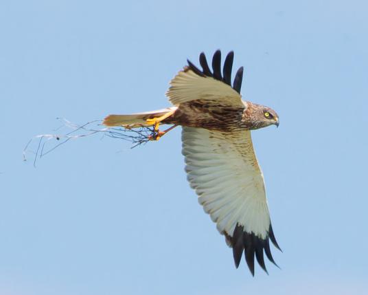 A male marsh harrier gather some Material for the nest in his claws
White wings spread with black feather tips